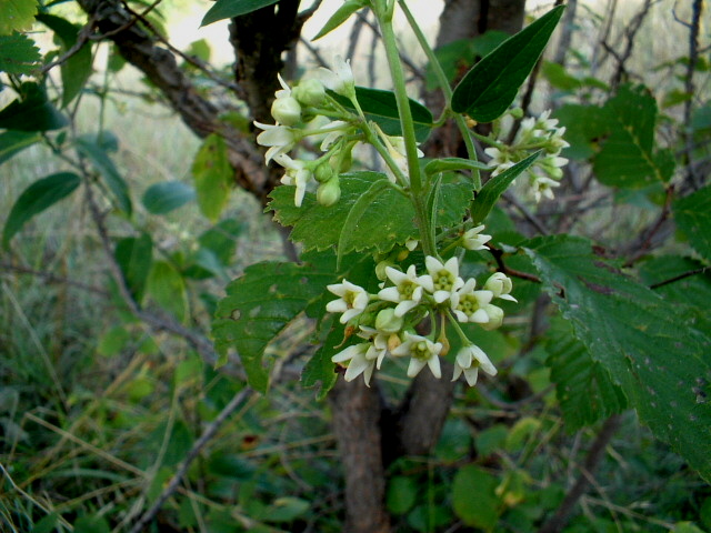 Asclepias syriaca e Vincetoxicum hirundiniana